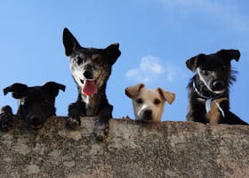 Four playful dogs peek over a wall against a clear blue sky in Mexico.